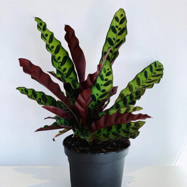 Calathea Lancifolia 'Rattlesnake'