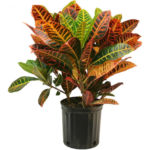 Croton Petra