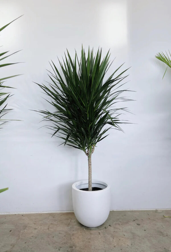 Dracaena Tarzan