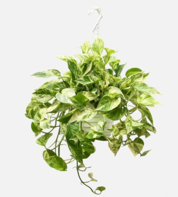 Epipremnum Aureum “Marble Queen Pothos”