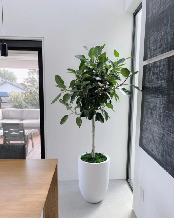 Ficus benghalensis 'Ficus Audrey'